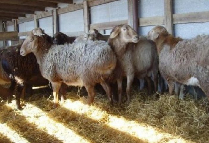 Овец-гигантов выращивают казахстанские селекционеры