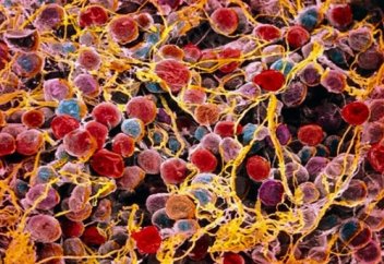 Адамның қарын майының (жировой покладка) пайдасы мен зияны