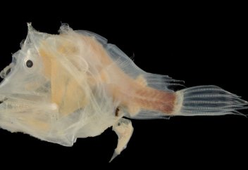 Мир животных: Найдена самая глубоководная рыба: видео