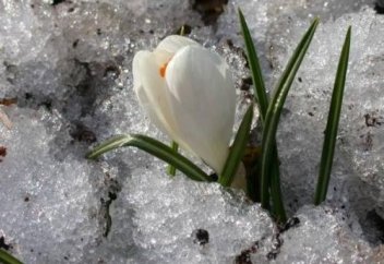 Бәйшешек тағдыр жайлы