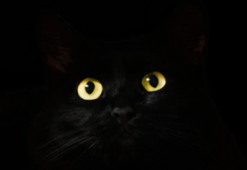 Как читать взгляд? Мозг читает мысли по глазам