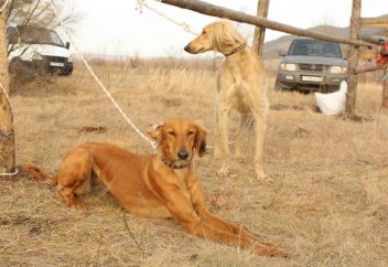 "Итбегілік" планируют официально признать видом спорта в Казахстане