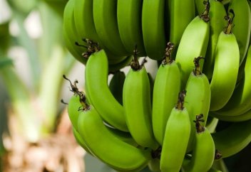 Әлем банансыз қалуы мүмкін