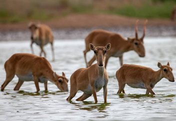 Киік пен бұғының төлдегені үшін ақшаны министрлік алады...