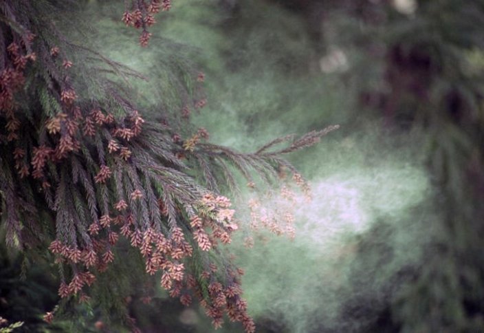 Азия елі шөп аллергиясынан күніне 1,6 млрд доллар шығын көреді