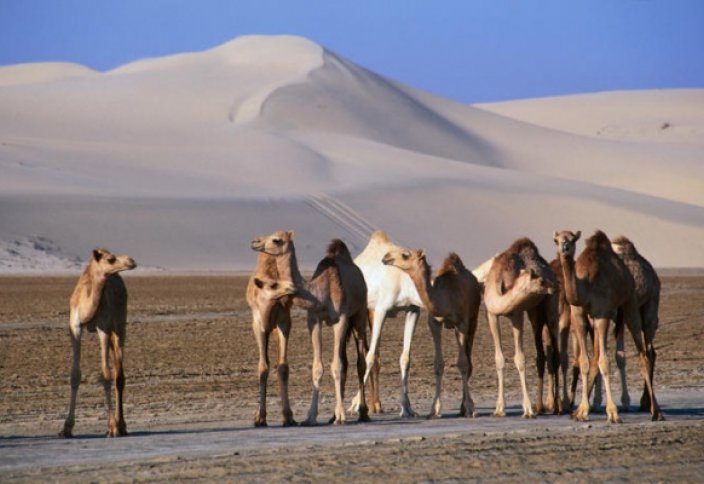 Жертвами дипломатического кризиса в арабском мире стали тысячи верблюдов