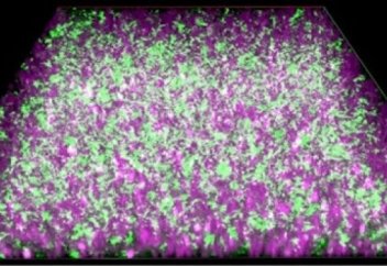 Биогибридтік батарея энергияны электрлі бактериядан алады