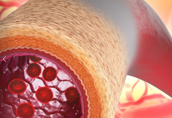 Трансплантациядан кейін өсетін «тірі қан тамыры» жасалды