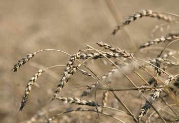 По мнению ученых, сельское хозяйство изменило форму человеческого черепа