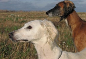 Казахские тазы