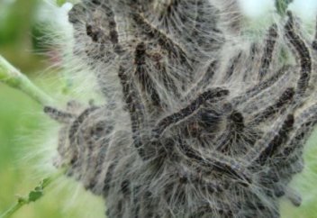 Нашествие ядовитых гусениц: жителей Лондона ждут астма и рвота