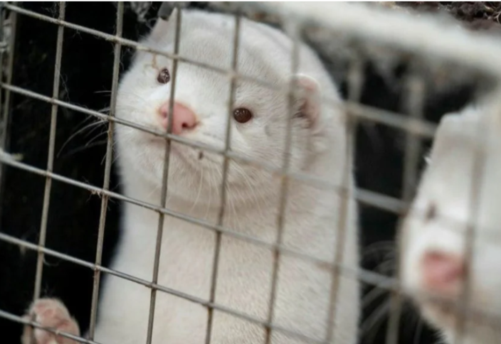 Швецияда күзен өсіру тоқтатылды