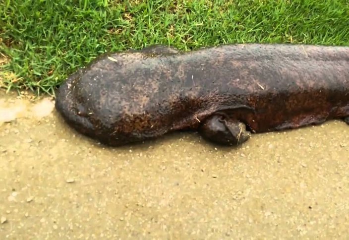 Жаһан: Қытайда 200 жылдық аса ірі саламандра табылды (видео)