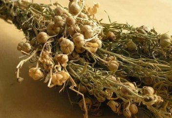 Адыраспан адамды қандай аурулардан қорғай алады?