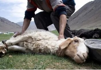 Құдайға сенбейтін адам малды "бисмиллә" деп сойса, ол малдың еті адал ма?