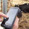 Қытайға ет экспорттайтын фермерлерге жаңа талап енгізілді
