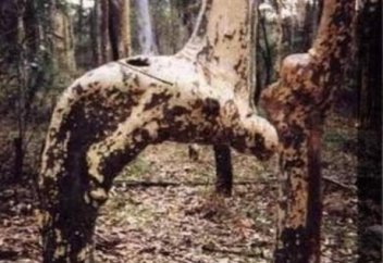 Мы созданы для поклонения нашему Господу