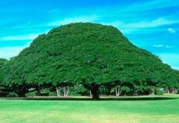 ӘЛЕМГЕ ӘЙГІЛІ АҒАШТАР