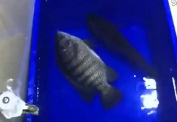 TutKryto Вокруг Мира бейнежазбасымен бөлісті.