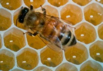 Что будет, если каждый день есть мед. Cколько меда можно съесть в сутки без вреда для здоровья