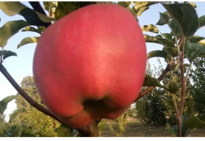 Яблоко-гигант: плод из сада киевского садовода весит почти 1,3 кг! (фото)