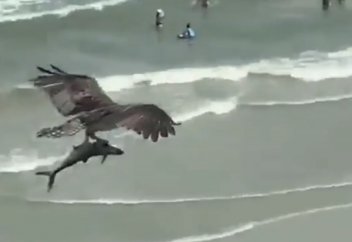 Сирек көрініс:  Тазқара акуланы ілді (видео)