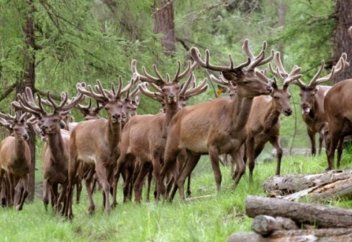 Жануарлар әлемі: Бір мезетте 323 бұғыға жай түсті (ВИДЕО)
