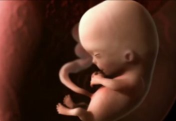 Адам баласының жатырдағы жаратылу процесі