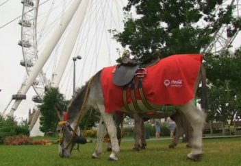 Жануарлар әлемі: Ерекше құрылғы есектің тілін аудара алады (видео)