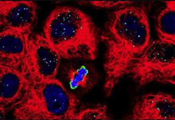 CRISPR генді редакциялау тәсілімен емдеу қатерлі ісік қаупін тудырады
