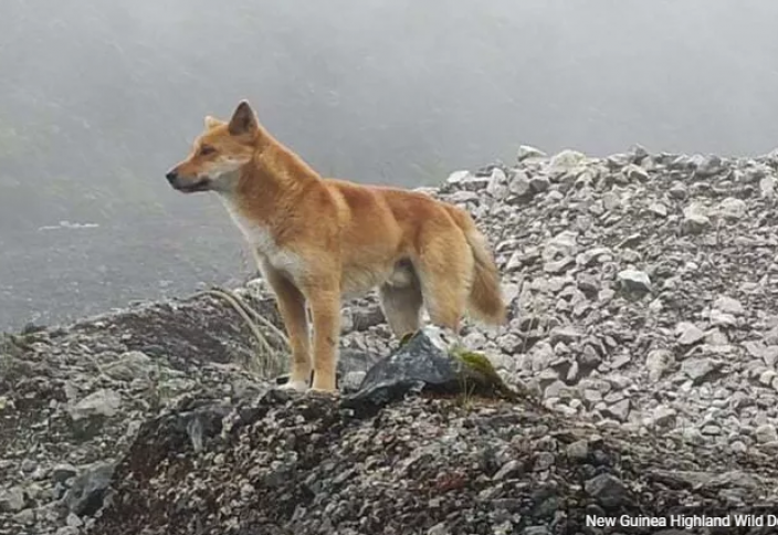 В Новой Гвинее вновь нашли поющих собак