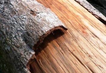 Ученые сделали из дерева прочный биопластик