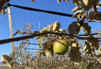 Бір гектардан 50 тонна алма қалай алуға болады