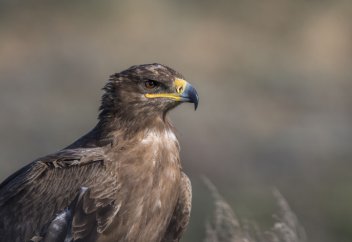 Ученые выяснили новую информацию о маршрутах степных орлов с помощью спутниковых передатчиков