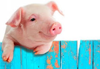 ПРИЧИНЫ ЗАПРЕТА НА ПОТРЕБЛЕНИЕ МЯСА СВИНЬИ В ИСЛАМЕ