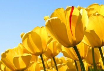 Бұл Отан кімнің?