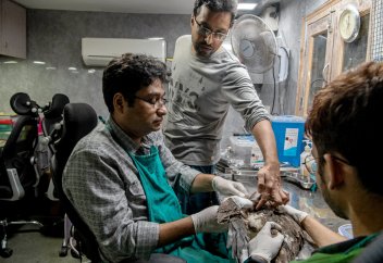 Как два брата из Дели спасают черных коршунов и других птиц