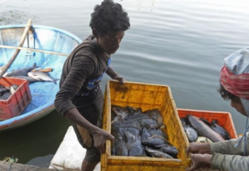 Решение местных властей вынудило 600 мусульман потребовать коллективную эвтаназию