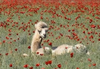 СОЗАВИСИМЫЙ ПАТТЕРН ВЫБОРА ПАРТНЕРА. МОЖНО ЛИ ВЫБИРАТЬ ХОРОШЕЕ?