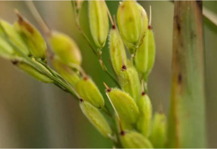 Потепление климата позволяет выращивать рис в Англии
