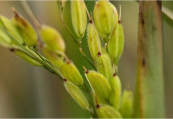 Потепление климата позволяет выращивать рис в Англии