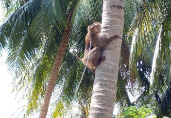 Фермерлердің маймылдарды құл ретінде қара жұмысқа жегіп келгендері әшкере болды