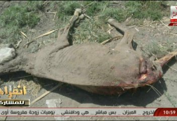 Есектерді қырған кім? (ВИДЕО)