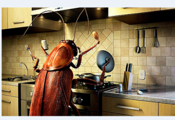 Таракандар қайда кетті?