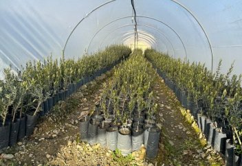 Оливковые плантации появятся в Казахстане