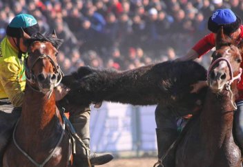 Закон о защите животных – запретят ли проводить национальные виды спорта