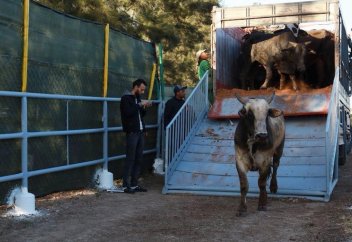 Марокко обнаружило 27 500 случаев туберкулёза крупного рогатого скота за пять лет, говорит министр