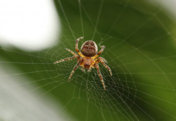 Ученые узнали, почему люди боятся пауков и змей