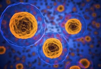 Жасушалардың ағзаны қалай қалыптастыратынын көргіңіз келе ме? (видео)