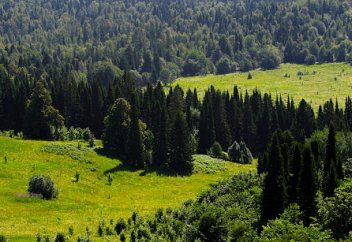 Қазақстанның орманды алқабының аумағы туралы ақпарат